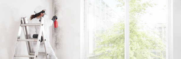 Best Environmental Consulting for Mold Prevention  in Hainesvle, IL